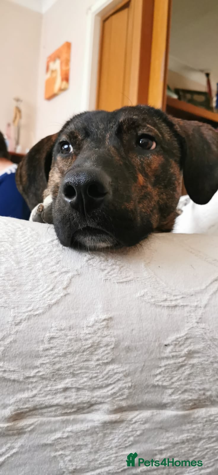 Mixed Breed dogs Gorgeous Boy in need of a forever home  - Advert 1