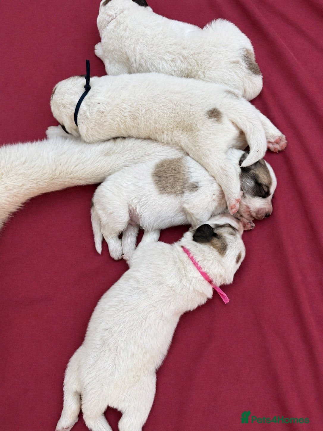 Pyrenean Mountain Dog dogs Beautiful KC Reg. Pyrenean Mountain Dog Puppies - Advert 1