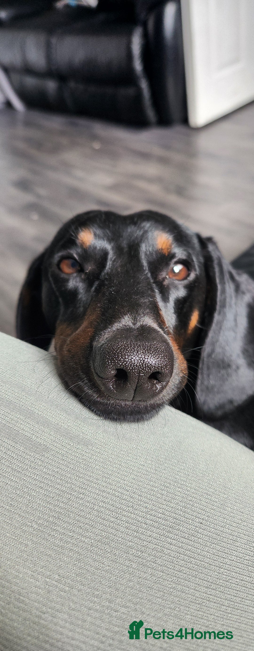 Mixed Breed dogs for sale: Male dacshund  - Image 5