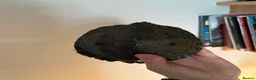 Turtle reptiles for sale: False map turtle  in Liverpool - Advert 3