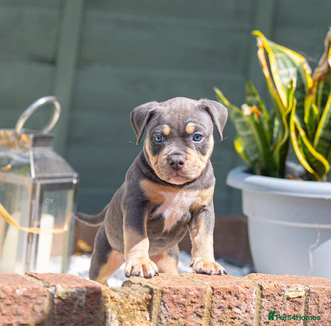 American Bully dogs for sale: American Bully ABKC registered  - Advert 13