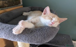 Domestic Shorthair cats for sale: Gorgeous Trio of Kittens to go together - Image 11