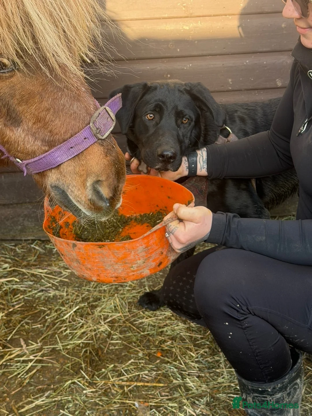 Labrador Retriever dogs for sale: Much loved 18 month old lab  in Birchington - Advert 2
