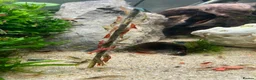 Shrimps fish for sale: Red/Lowgrade Cull shrimp - Advert 2