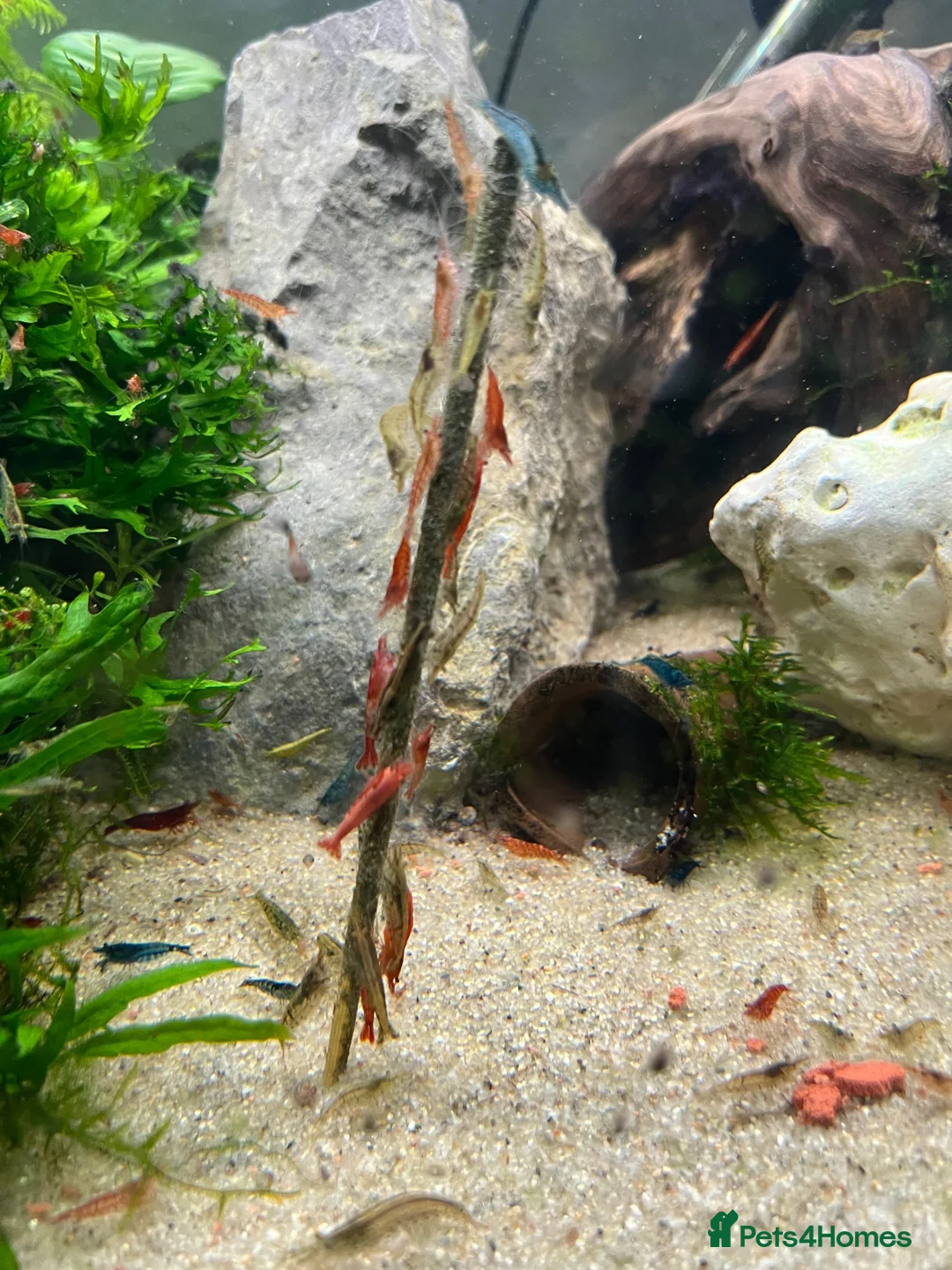 Shrimps fish for sale: Red/Lowgrade Cull shrimp - Advert 2