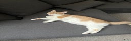 Domestic Shorthair cats for sale: Ginger & White Domestic Female Shorthair - Advert 6