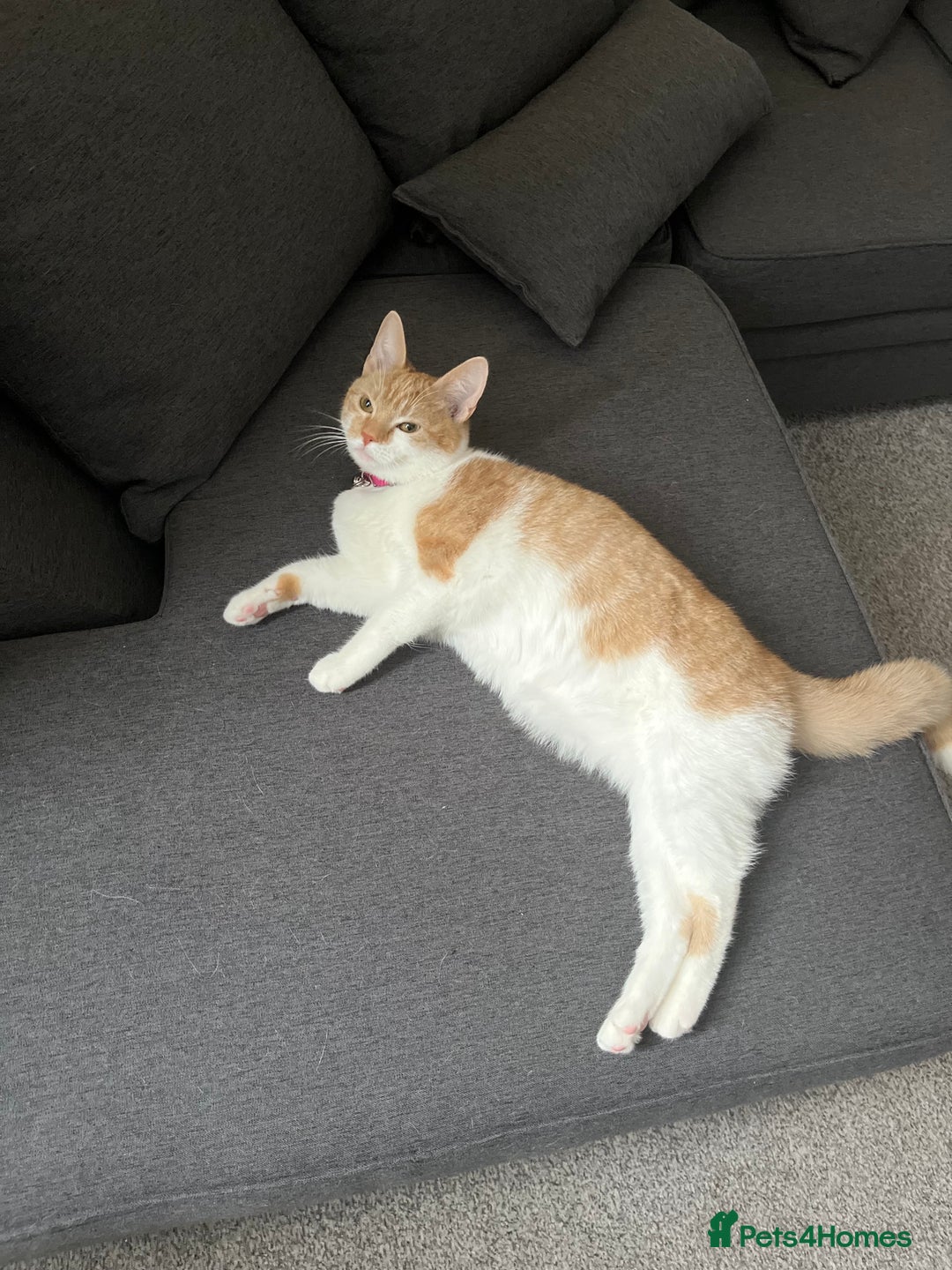 Domestic Shorthair cats for sale: Ginger & White Domestic Female Shorthair - Advert 6