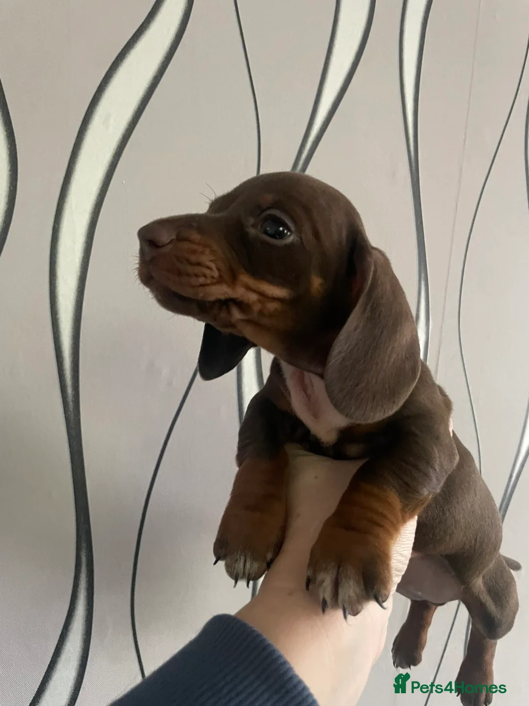 Dachshund dogs for sale: Dachshund puppies looking for forever homes🏡 - Advert 5