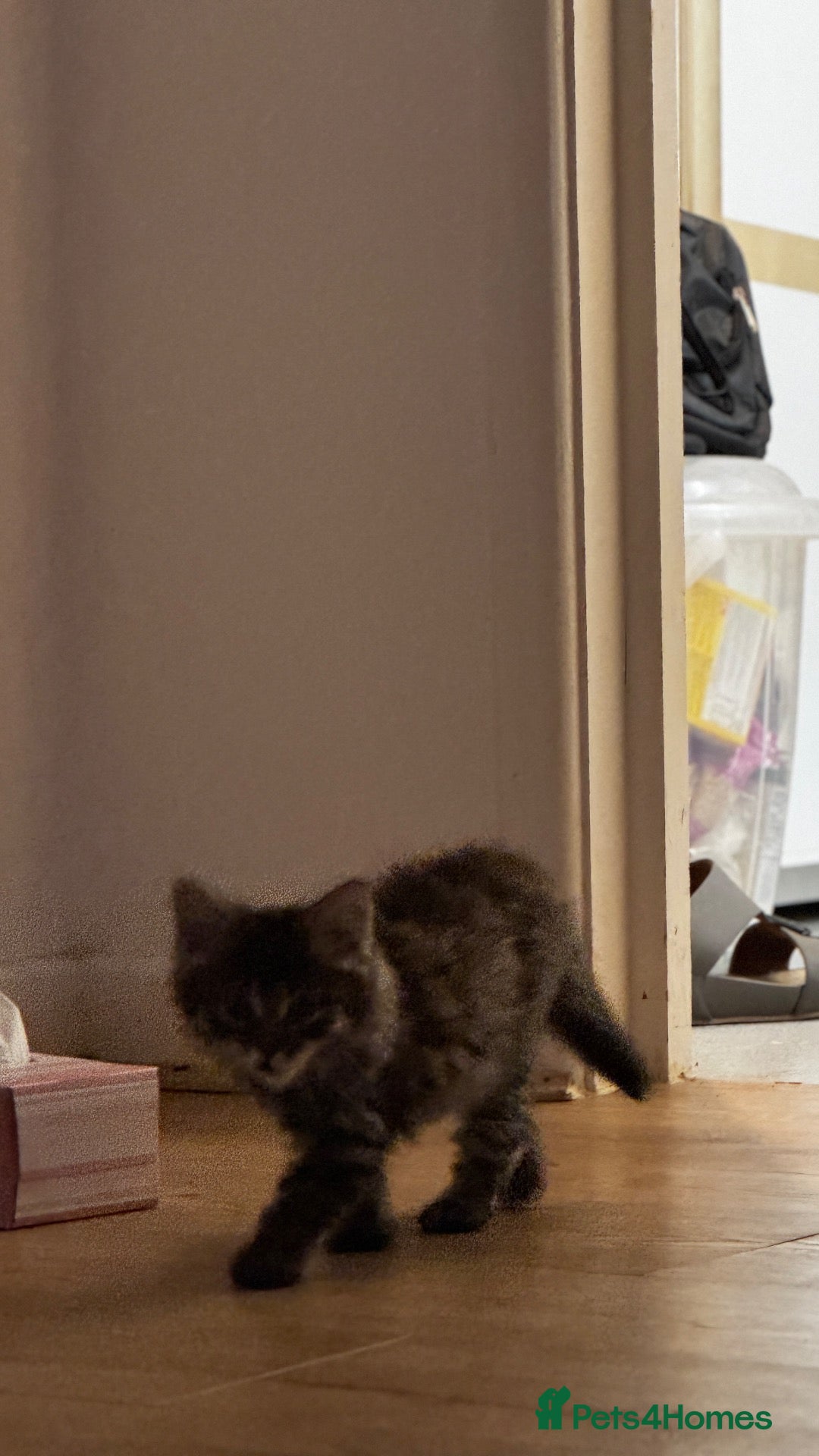 Bombay cats Cute Bombay kitten for sale  - Advert 6