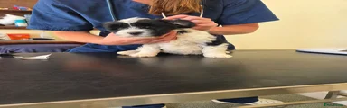 Tibetan Terrier Puppy 5