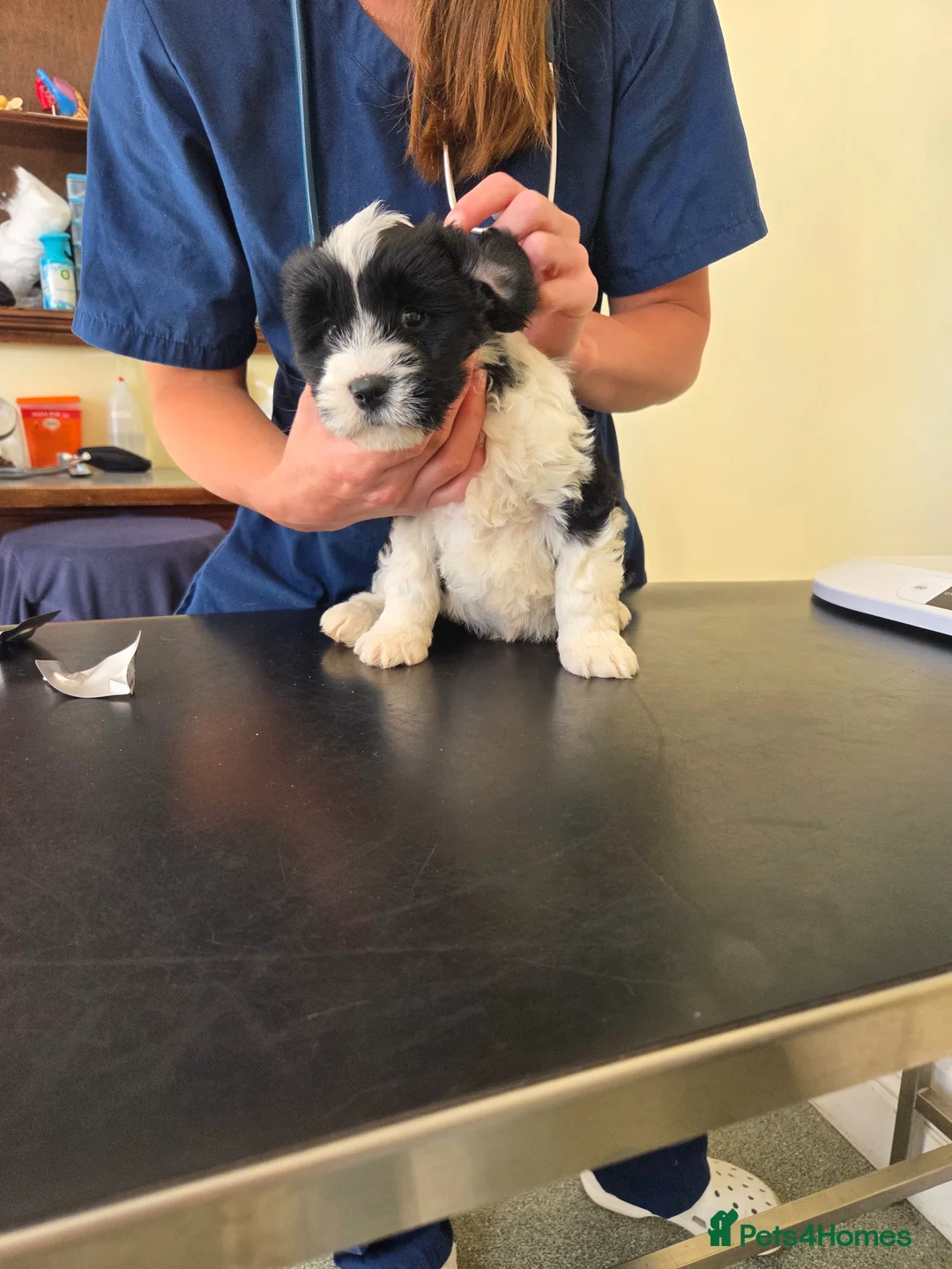Tibetan Terrier dogs for sale: Tibetan Terrier puppies  - Advert 1