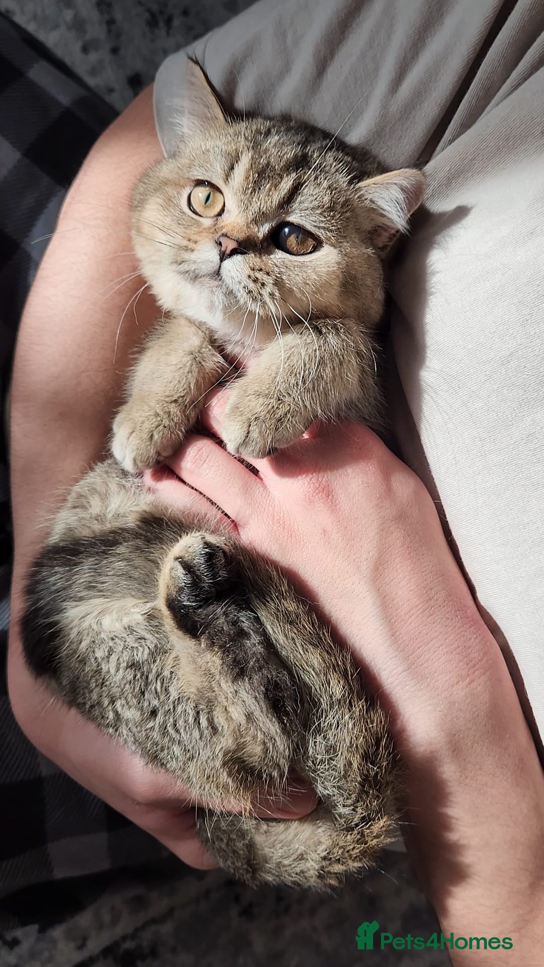 British Shorthair cats for sale: Gorgeous British Shorthair Kittens - Advert 12