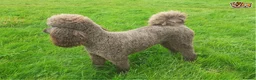 Poodle dogs for stud: Beautiful Cafe Au Lait Moyen Poodle Stud in Warwick - Advert 2