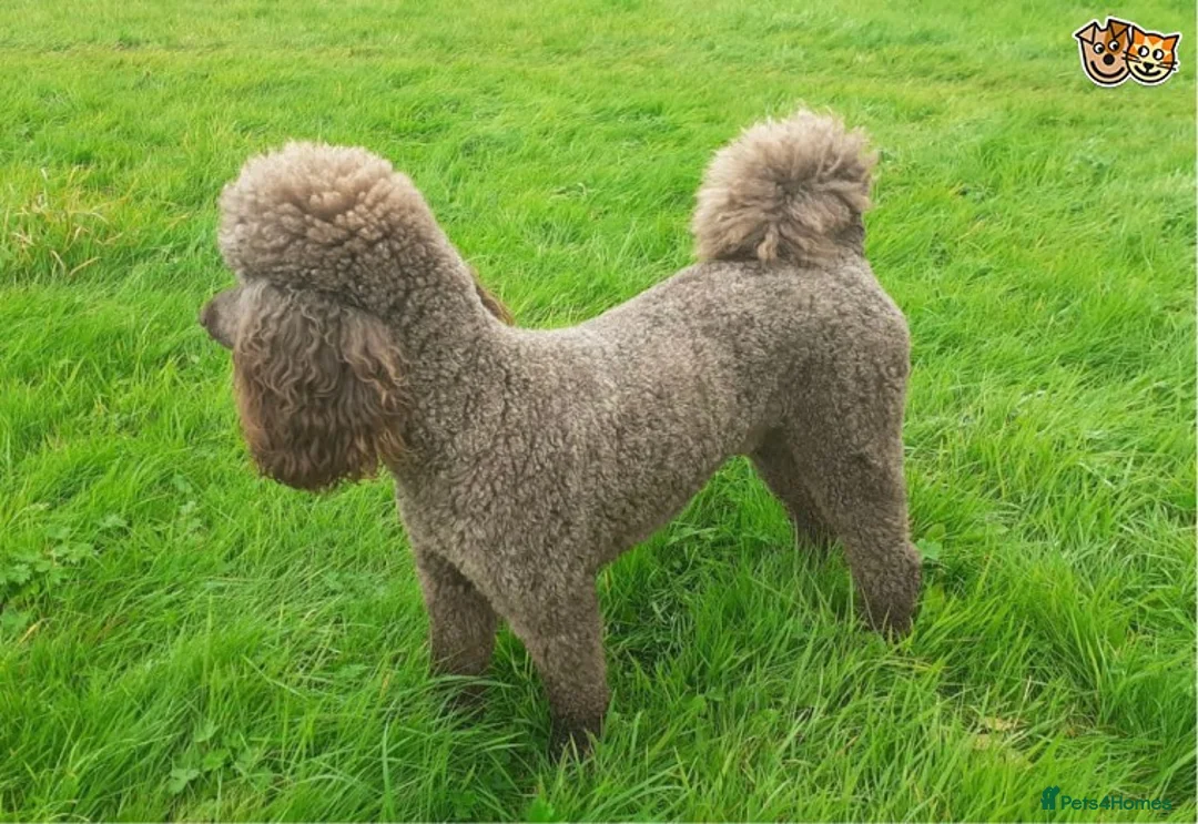 Poodle dogs for stud: Beautiful Cafe Au Lait Moyen Poodle Stud in Warwick - Advert 2