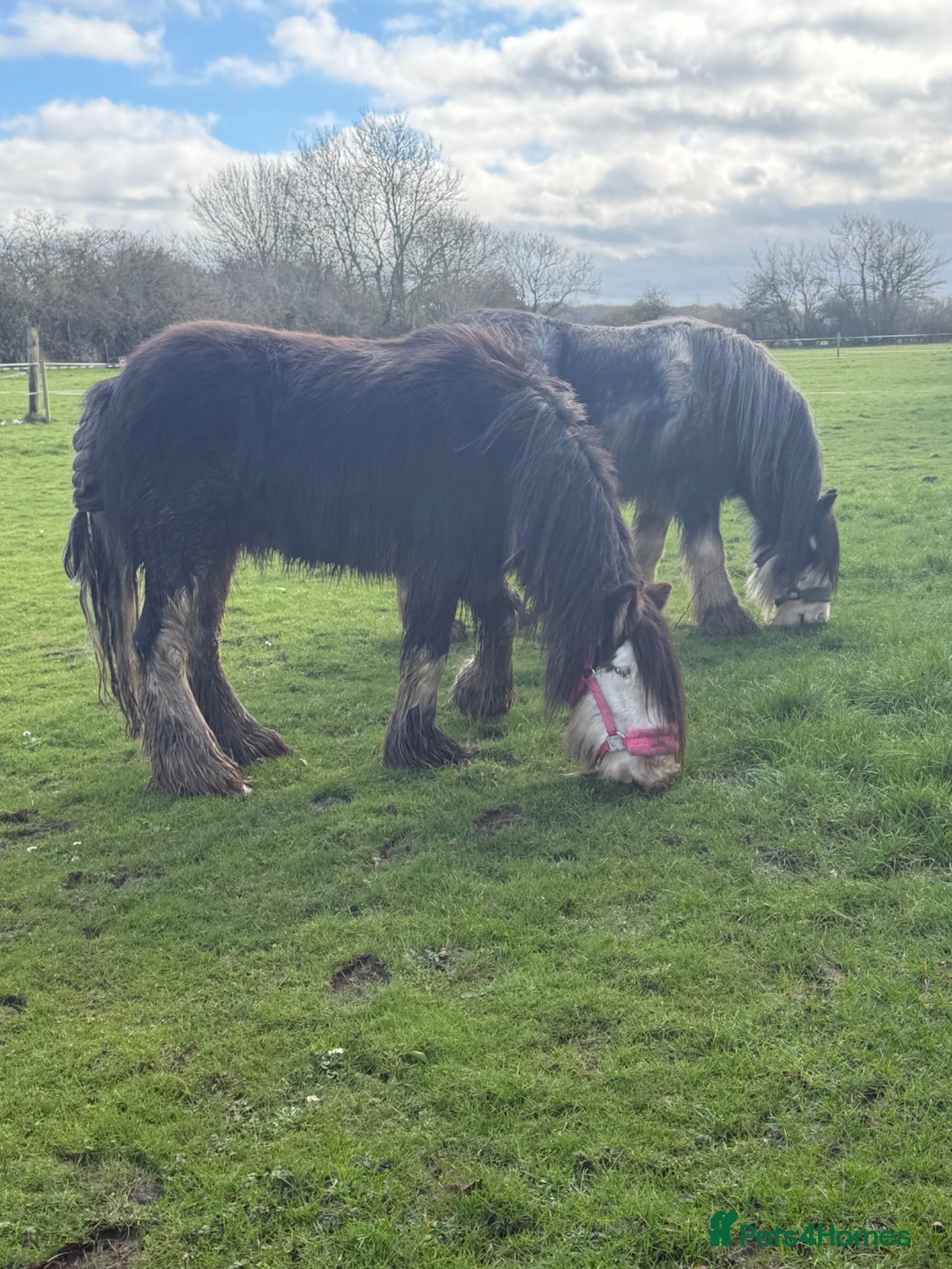 Irish Cob horses for sale: Annie  - Advert 5