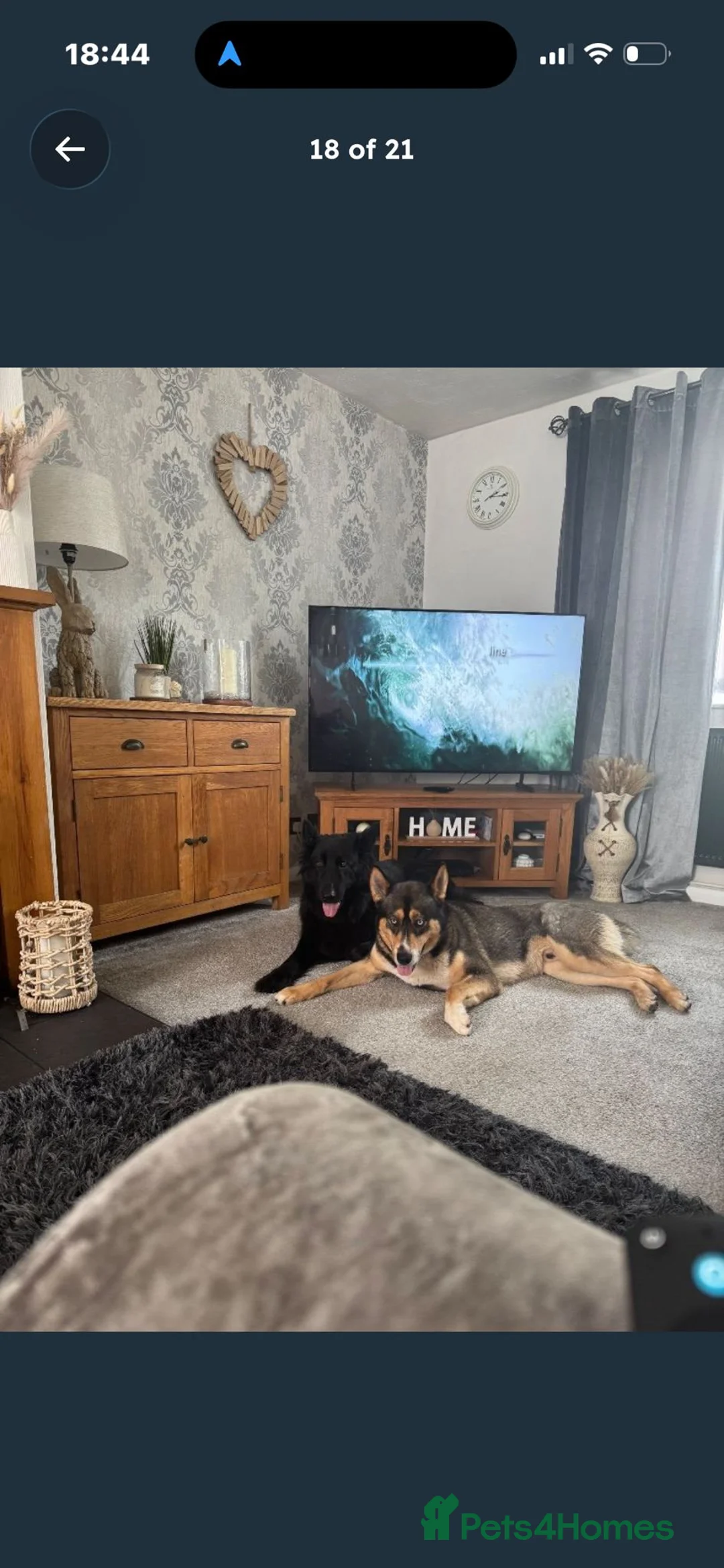 Shepsky dogs for sale: Shepsky puppies  - Advert 3