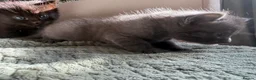 Mixed Breed cats for sale: 4 kittens looking for new home  - Advert 8
