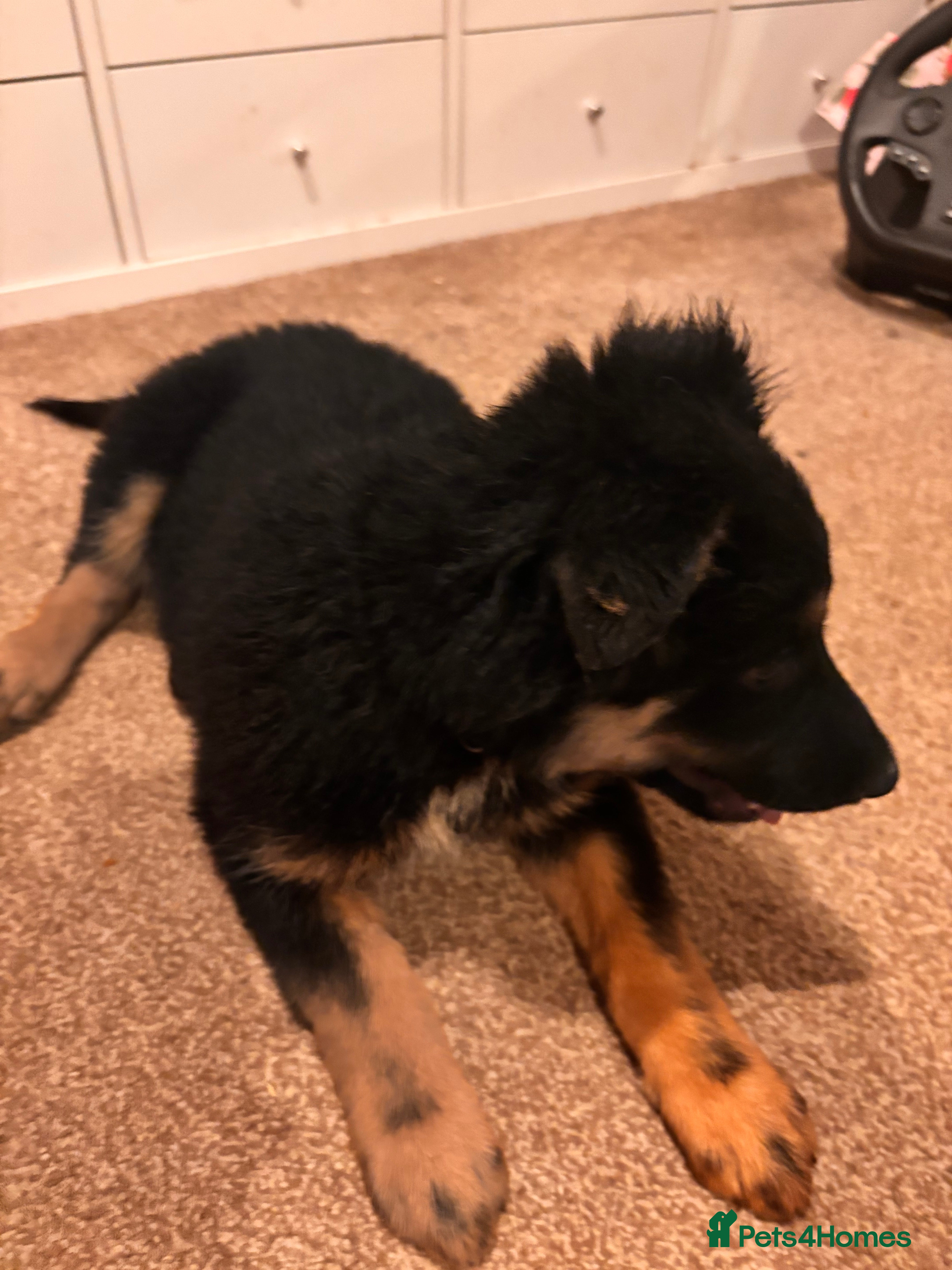 Mixed Breed dogs 🐾 Beautiful Shollie Pups - Ready Now 🐾 - Advert 14