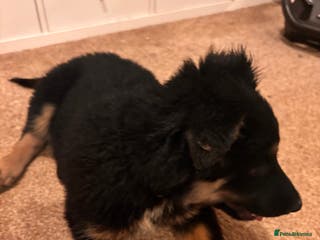 Mixed Breed dogs 🐾 Beautiful Shollie Pups - Ready Now 🐾 - Advert 14