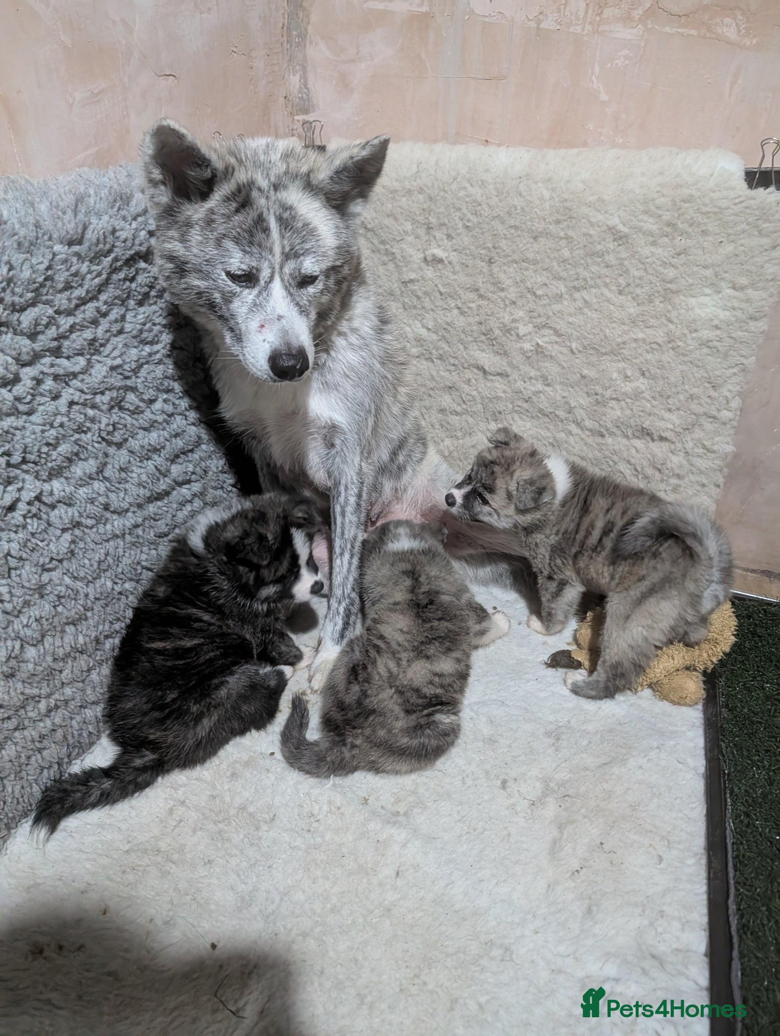 Japanese Akita Inu dogs Beautiful Japanese akita inu puppies   - Advert 2