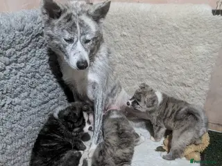 Japanese Akita Inu dogs Beautiful Japanese akita inu puppies - Advert 2