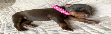 Dobermann 6