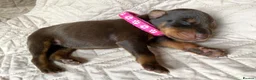 Dobermann dogs for sale: KC REGISTERED DOBERMAN PUPS - Advert 39