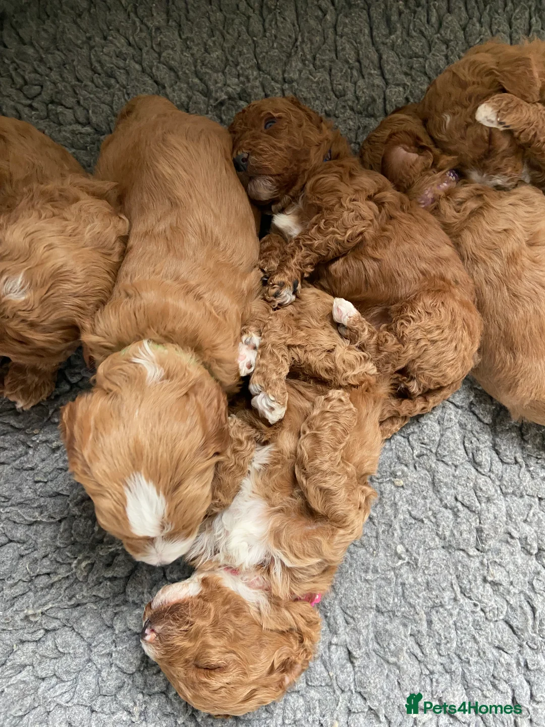 Mixed Breed dogs for sale: Stunning Australian Double Doodles - Advert 3