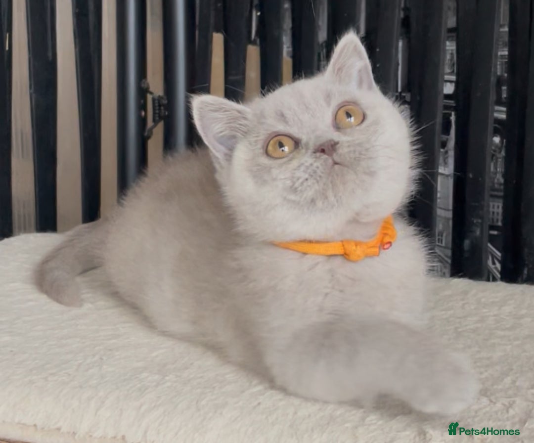 British Shorthair cats for sale: Beautiful BSH kittens  - Image 10