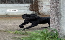 Cane Corso dogs for sale: Purebred champion bloodline cane corso puppies - Image 17