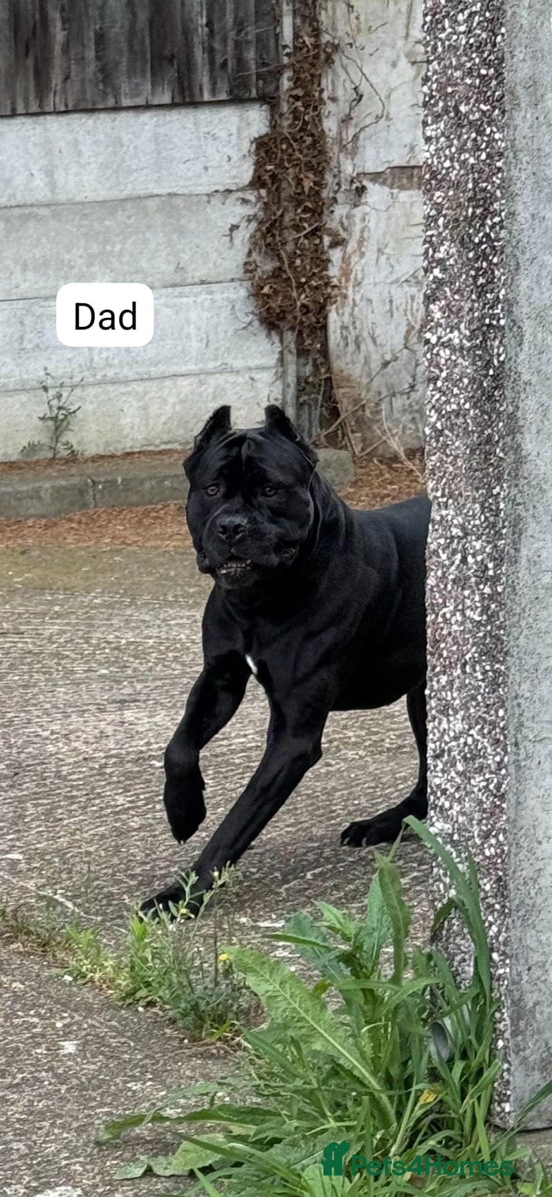 Cane Corso dogs for sale: Purebred champion bloodline cane corso puppies - Image 17
