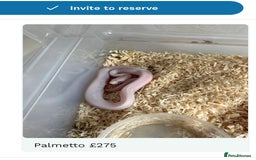 Corn Snake reptiles for sale: Corn snakes baby corn snakes  - Image 9