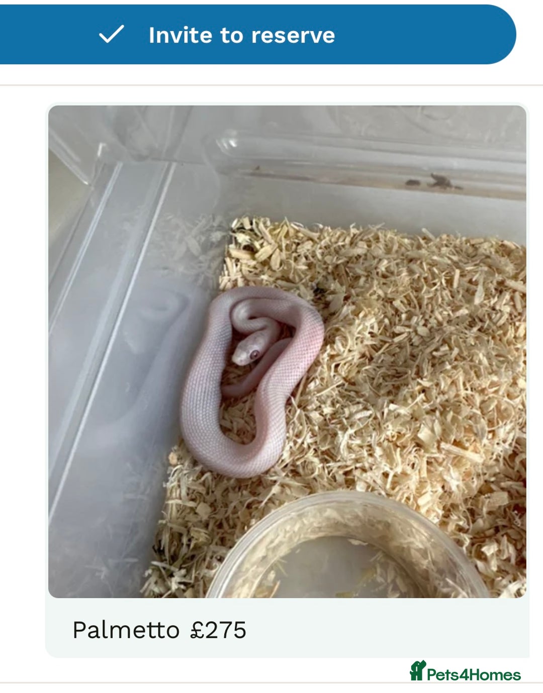 Corn Snake reptiles for sale: Corn snakes baby corn snakes  - Image 9