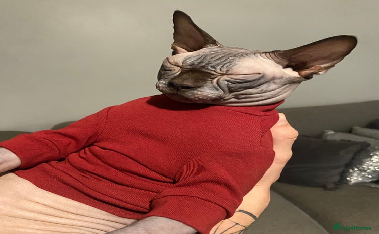 Sphynx cats - Advert 8