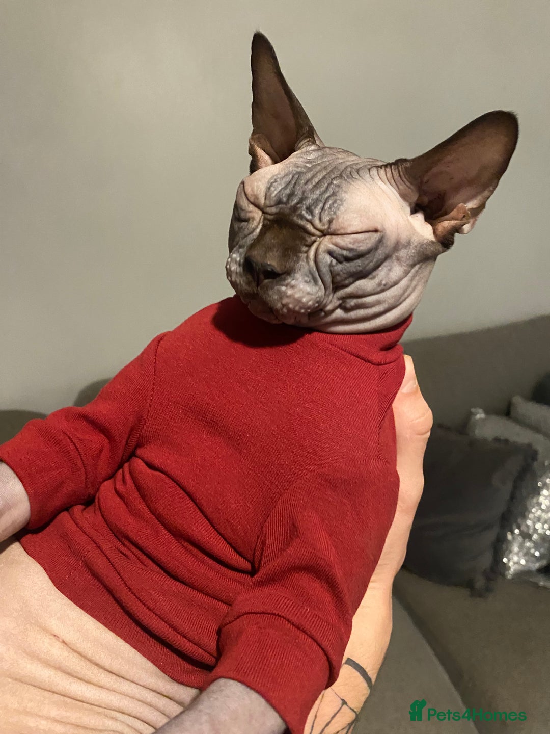 Sphynx cats for sale: Anubis  - Image 1