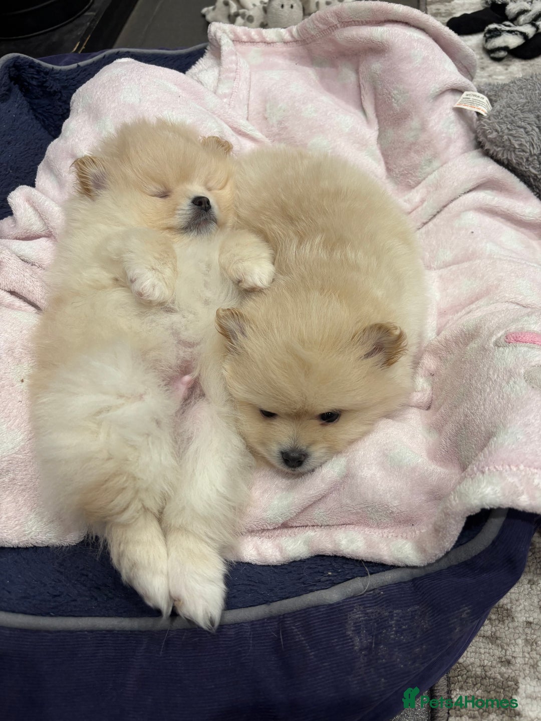 Pomeranian dogs for sale:  Pomeranians pups ready to go on 31st dec  - Advert 30