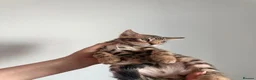 Bengal cats for sale: Beautiful Bengal kittens 2m 1f Price is negotiable in Harrow - Advert 9