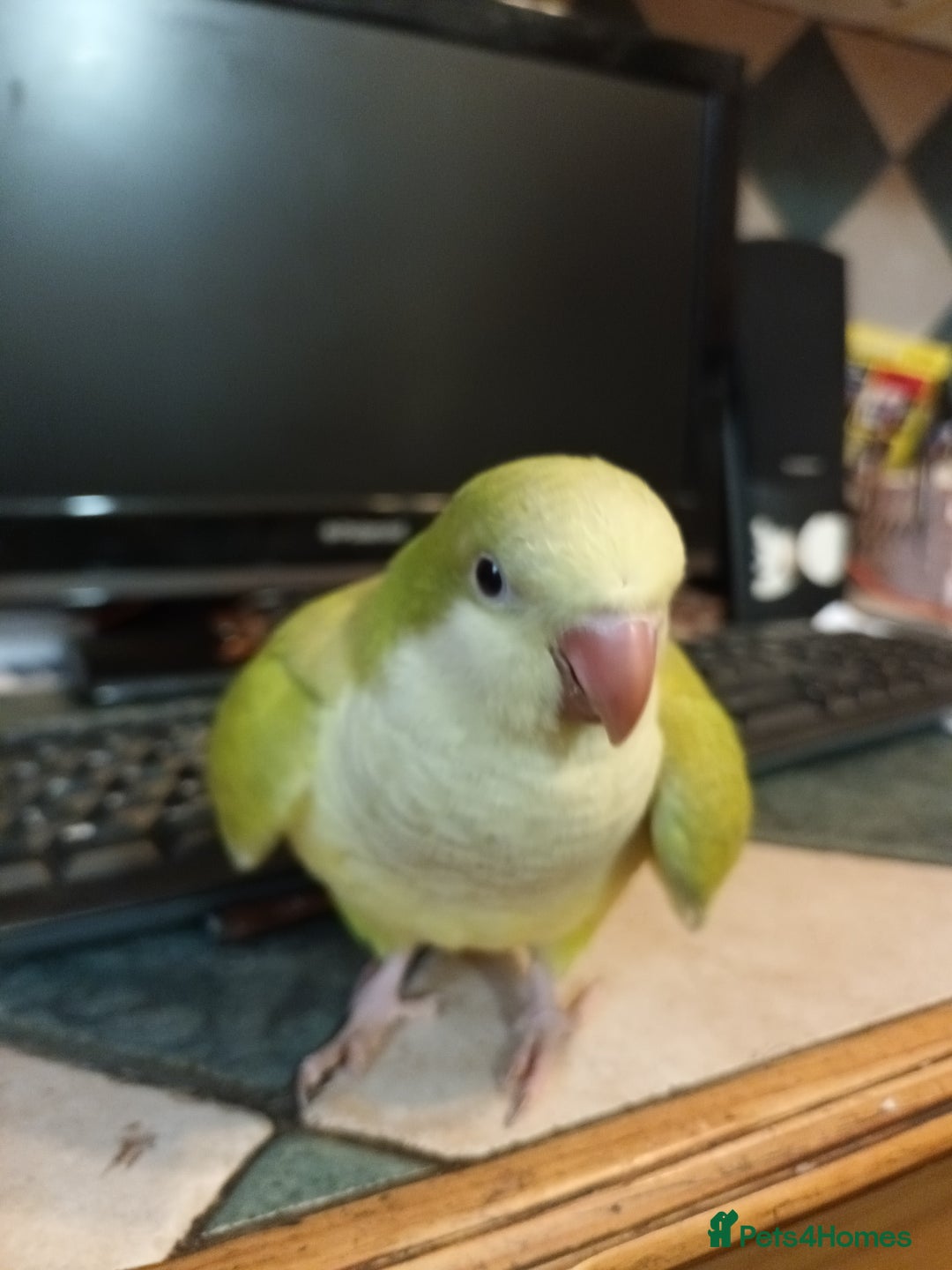 Parrots birds for sale: Beautiful hand reared Quaker Parrots - Image 1