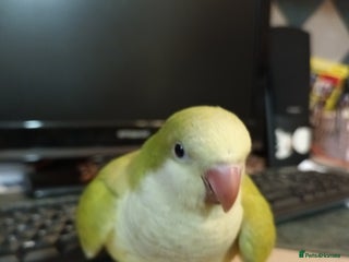 Parrots birds Beautiful hand reared Quaker Parrots - Advert 3