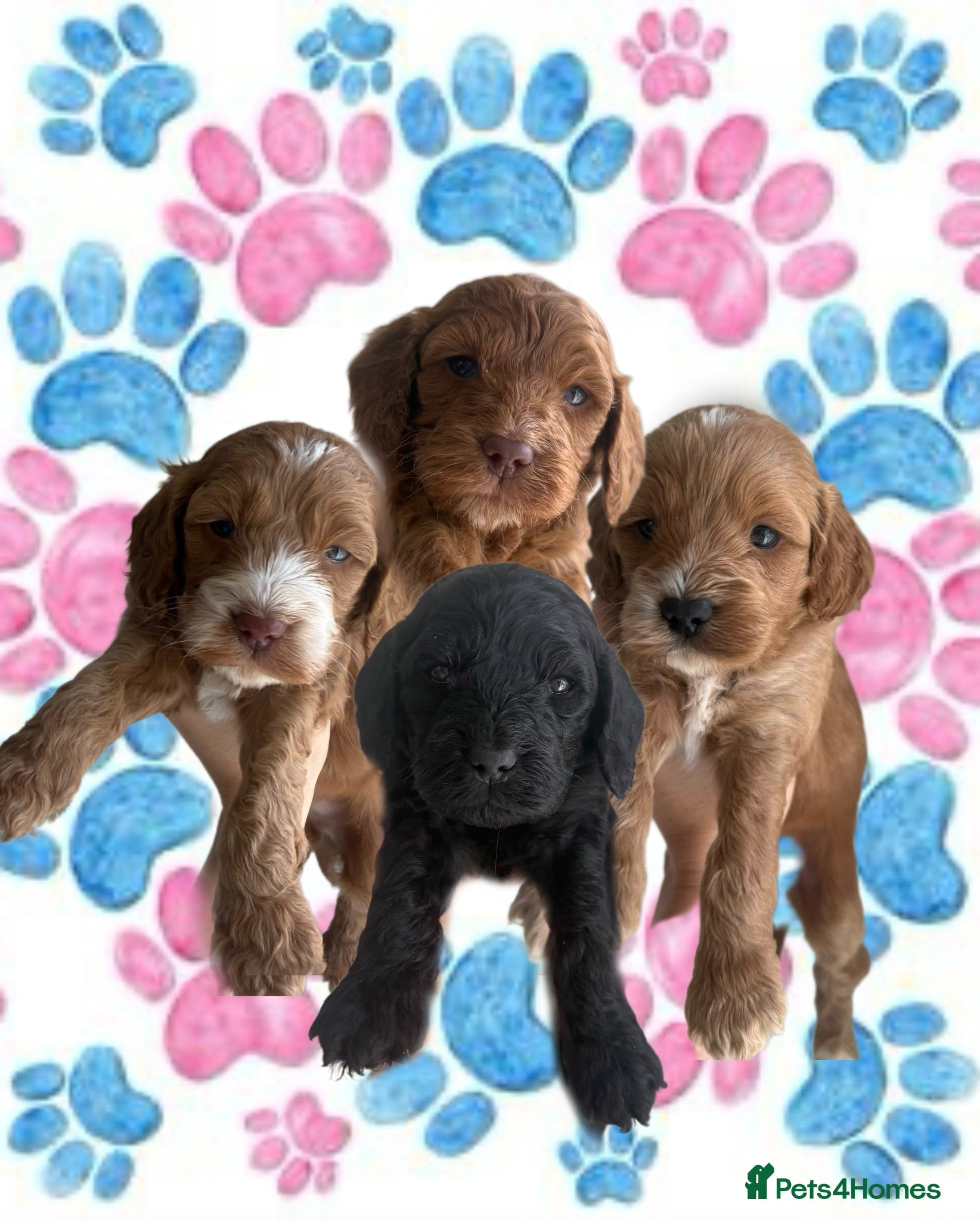 Cockapoo dogs Health check🏆Beautiful F1 cockapoo puppies🌟🧬🐾 - Advert 1