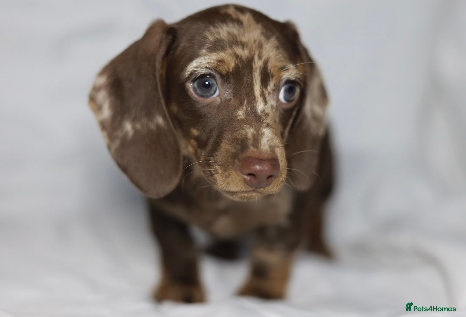 Miniature Dachshund dogs KC reg miniature dachshund only 3 boys left  - Advert 1