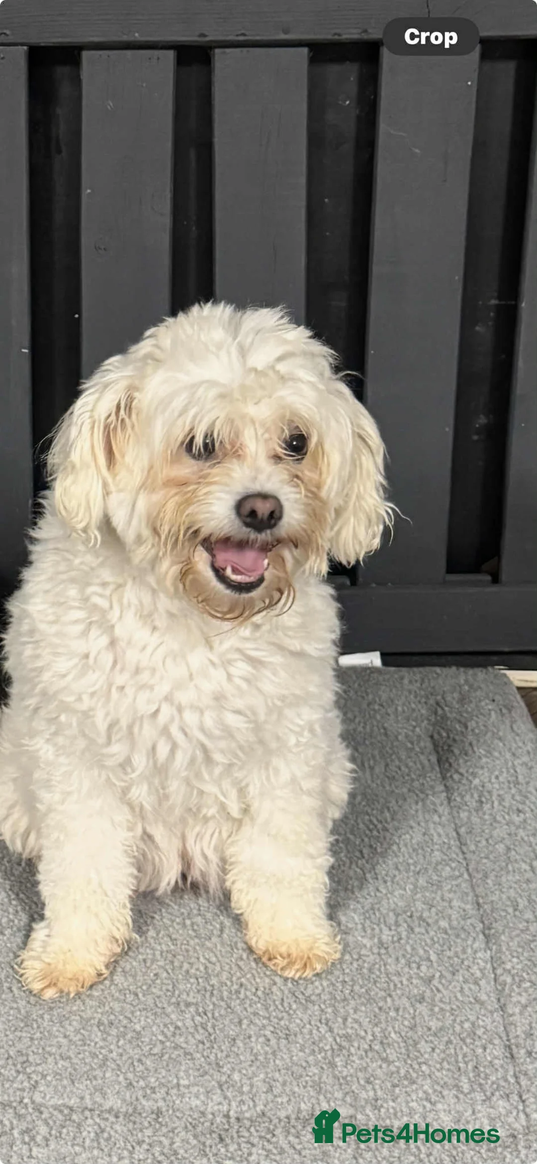 Bichon Frise dogs for sale: Two Boys for sale - Advert 2