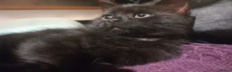 Mixed Breed cats for sale: 1 Ghost Tabby, 1 Tortoiseshell and 1 Black kittens in Cranbrook - Advert 26