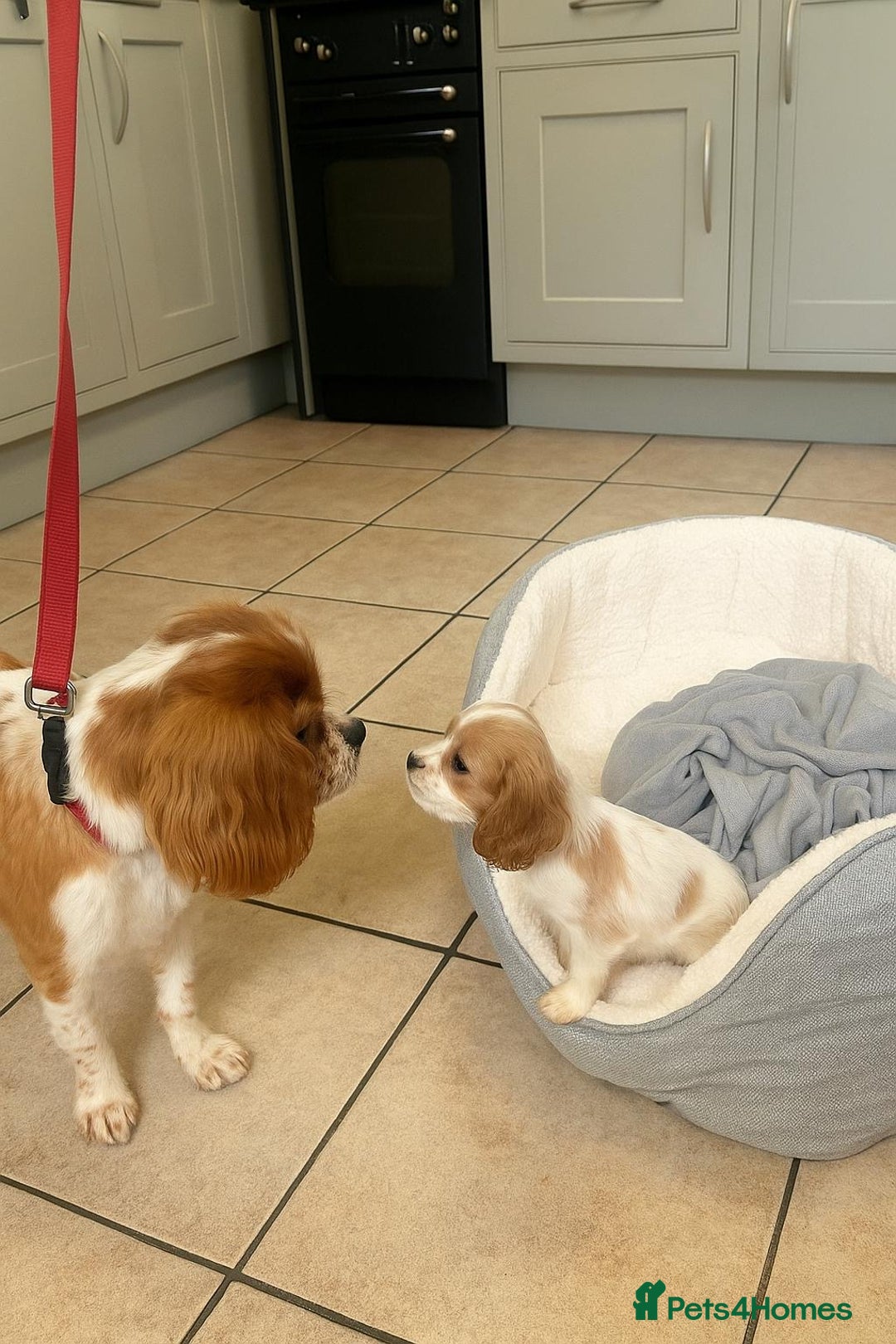 Cavalier King Charles Spaniel dogs for sale: King charles cavalier - Image 10