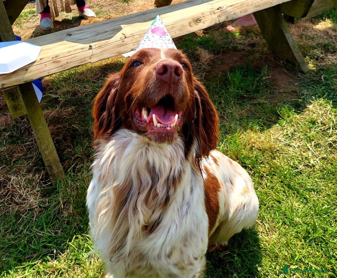 Sprocker dogs for sale: Stunning Chocolate Sprocker Spaniels in Llandysul - Image 9