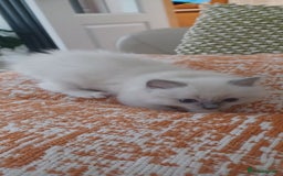 Ragdoll cats for sale: Blue mitted ragdoll kittens - Image 18