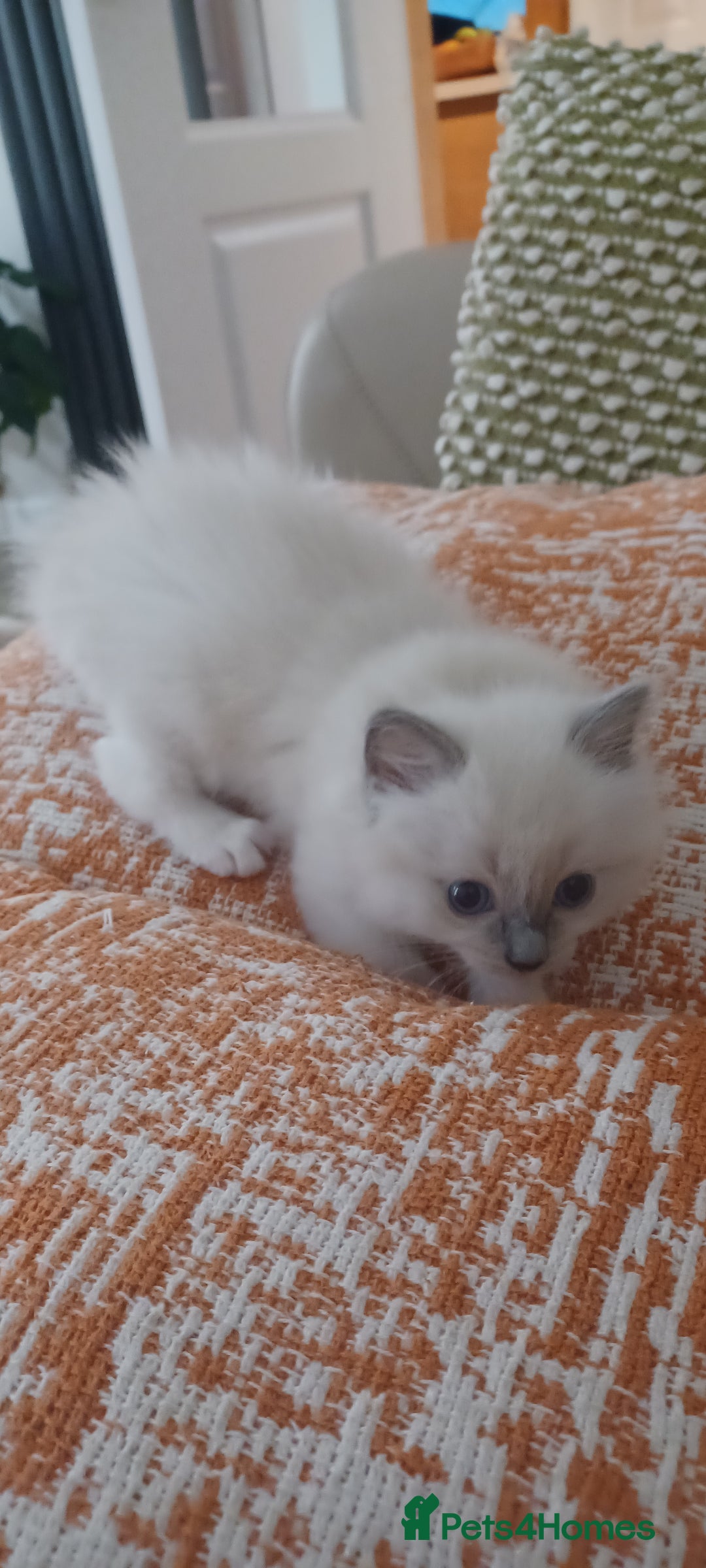 Ragdoll cats for sale: Blue mitted ragdoll kittens - Image 18