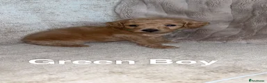 Cockapoo 1