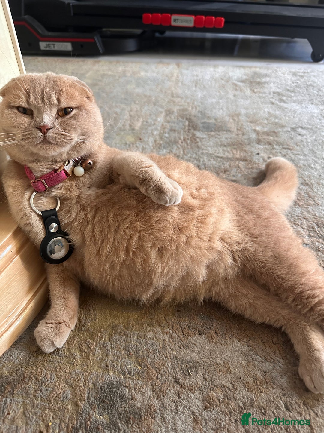 Scottish Fold cats for sale: Scottish fold kittens for sale  - Image 19