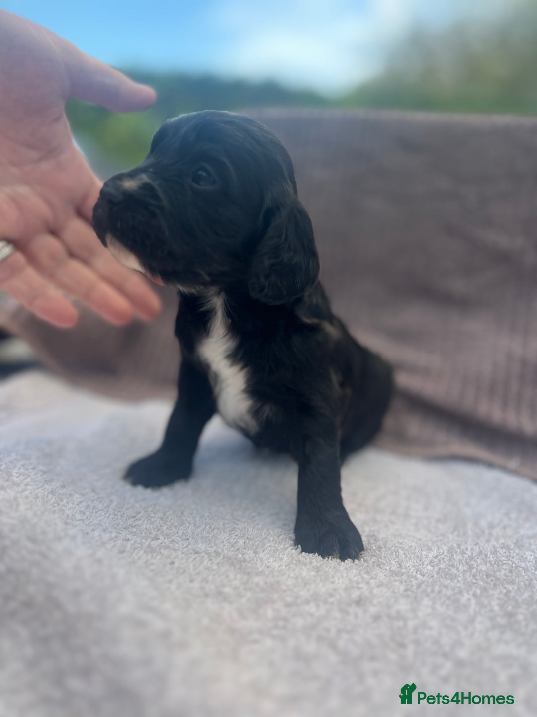 Cocker Spaniel dogs for sale: Working Cocker Spaniel Puppies  - Image 4